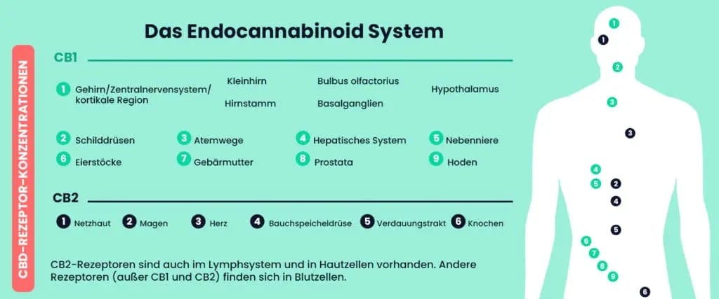 Die CB1- und CB2-Rezeptoren des Endocannabinoidsystems und ihre Wirkungen.