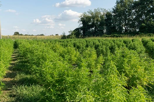Zwei Hände in der Erde, die Hanf pflanzen