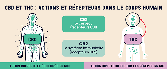 Infographie montrant comment le CBD et le THC interagissent avec le système endocannabinoïde. Le THC active directement les récepteurs CB1 du cerveau, tandis que le CBD module CB1 et CB2 dans tout le corps, favorisant un effet relaxant et équilibrant.