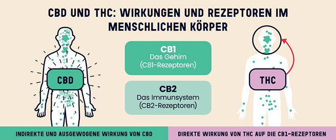 Infografik zur Interaktion von CBD und THC mit dem Endocannabinoid-System