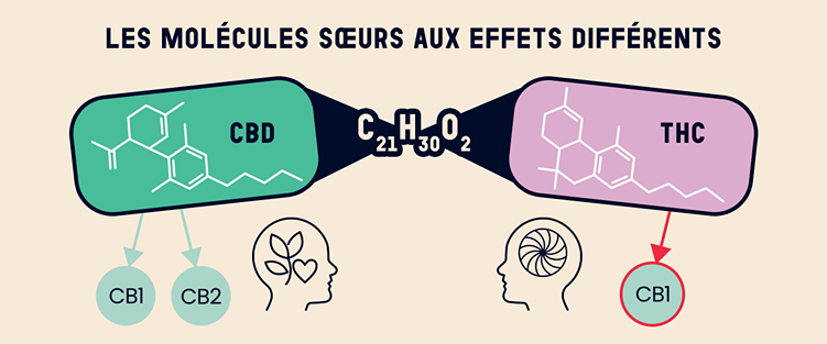 nfographie comparant le CBD et le THC, deux molécules ayant la même formule chimique (C₂₁H₃₀O₂) mais des effets différents. Le CBD interagit avec les récepteurs CB1 et CB2, favorisant relaxation et bien-être, tandis que le THC agit principalement sur le récepteur CB1, provoquant des effets psychoactifs.