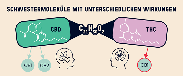 Infografik zum Vergleich von CBD und THC, zwei Molekülen mit der gleichen chemischen Formel (C₂₁H₃₀O₂), aber unterschiedlichen Effekten