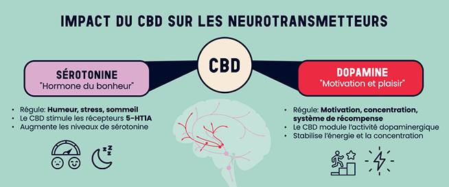 Infographie illustrant l’impact du CBD sur les neurotransmetteurs, mettant en avant son rôle sur la sérotonine et la dopamine pour la régulation de l’humeur et du stress.