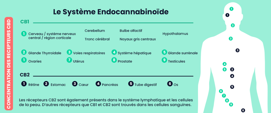 Infographie du système endocannabinoïde montrant les récepteurs CB1 et CB2 dans le corps humain.